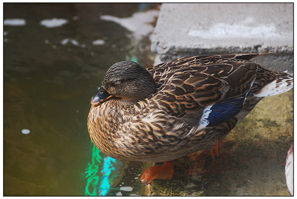 มิโมซ่า พัทยา มิโมซ่า พัทยา