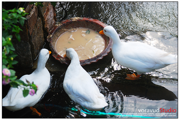 มิโมซ่า พัทยา มิโมซ่า พัทยา