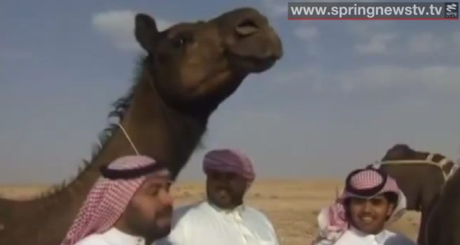 แพทย์เชื่อไวรัส MERS ในซาอุฯ ระบาดจากอูฐมาสู่คน แพทย์เชื่อไวรัส MERS ในซาอุฯ ระบาดจากอูฐมาสู่คน