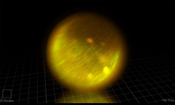 คลิปปฏิกิริยาอสุจิปฏิสนธิไข่ราวกับพลุ ครั้งแรกของโลก คลิปปฏิกิริยาอสุจิปฏิสนธิไข่ราวกับพลุ ครั้งแรกของโลก