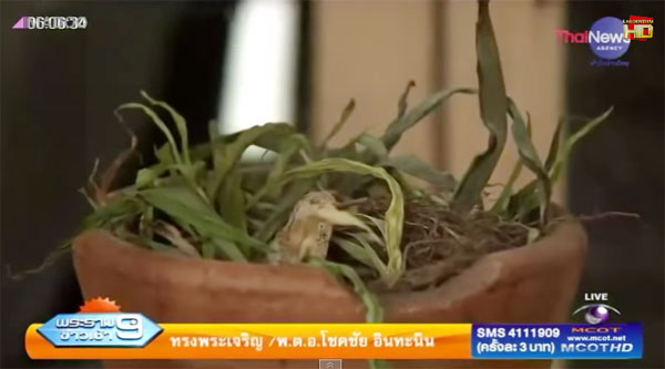 หญ้ารีแพร์ หญ้ารีแพร์