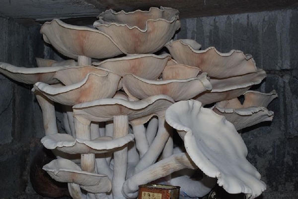 เห็ดยักษ์ สูง 47 ซม. ที่กำแพงเพชร ชาวบ้านแห่ขอเลขเด็ด เห็ดยักษ์ สูง 47 ซม. ที่กำแพงเพชร ชาวบ้านแห่ขอเลขเด็ด