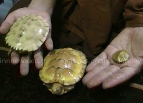 พบเต่าเผือกหายาก 3 ตัว ที่ชัยภูมิ ชาวบ้านเชื่อให้โชค พบเต่าเผือกหายาก 3 ตัว ที่ชัยภูมิ ชาวบ้านเชื่อให้โชค
