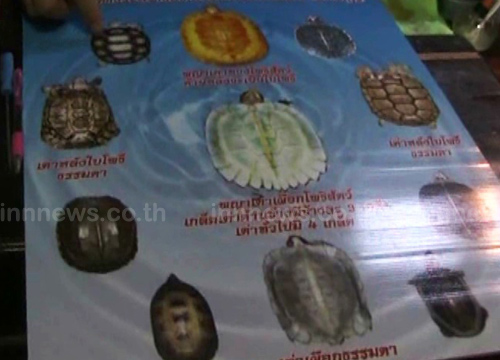 พบเต่าเผือกหายาก 3 ตัว ที่ชัยภูมิ ชาวบ้านเชื่อให้โชค พบเต่าเผือกหายาก 3 ตัว ที่ชัยภูมิ ชาวบ้านเชื่อให้โชค