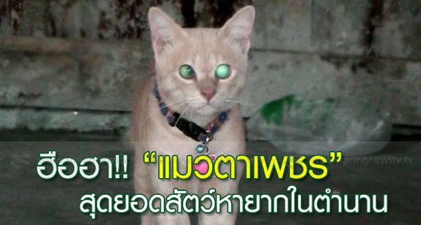 แมวตาเพชร ชาวบ้านพบที่ชัยภูมิ เชื่อเป็นแมวให้โชค แมวตาเพชร ชาวบ้านพบที่ชัยภูมิ เชื่อเป็นแมวให้โชค