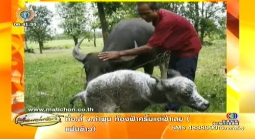 ควายตกลูกประหลาด มีผิวหนังเป็นเกล็ด