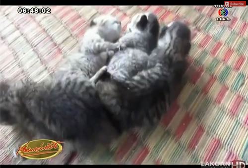 พบลูกแมวเกิดมาตัวติดกัน 4 ตัว อาการร่อแร่ ตายแล้ว 1 พบลูกแมวเกิดมาตัวติดกัน 4 ตัว อาการร่อแร่ ตายแล้ว 1