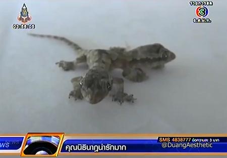 จิ้งจก 2 หัว จิ้งจก 2 หัว