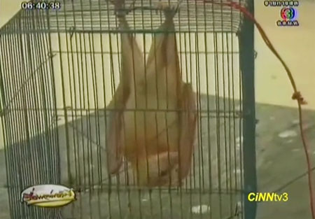 พบค้างคาวแม่ไก่เผือก ที่เกาะสมุย