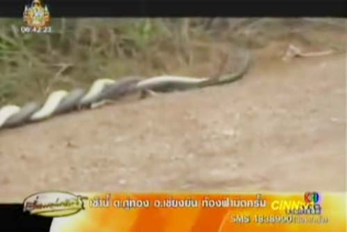 งูจงอางผสมพันธุ์