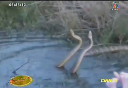 งูจงอางผสมพันธุ์