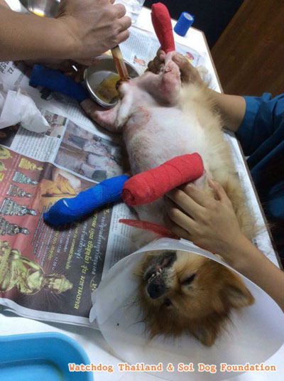 เจ้าเจคอป หมาปอมถูกทารุณ เจ้าเจคอป หมาปอมถูกทารุณ