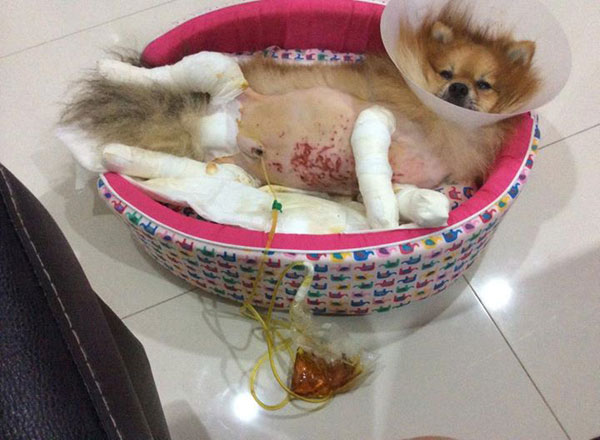 เจ้าเจคอป หมาปอมถูกทารุณ เจ้าเจคอป หมาปอมถูกทารุณ