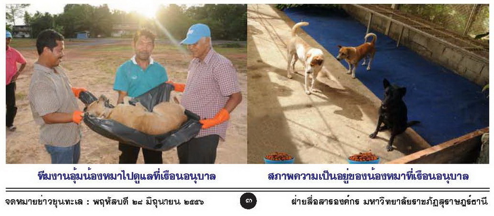 มรภ.สุราษฏร์ แจงกรณีสั่งฆ่าหมา-ฝังทั้งเป็น แค่ฉีดยาสลบ ไม่ได้ฆ่าทิ้ง มรภ.สุราษฏร์ แจงกรณีสั่งฆ่าหมา-ฝังทั้งเป็น แค่ฉีดยาสลบ ไม่ได้ฆ่าทิ้ง