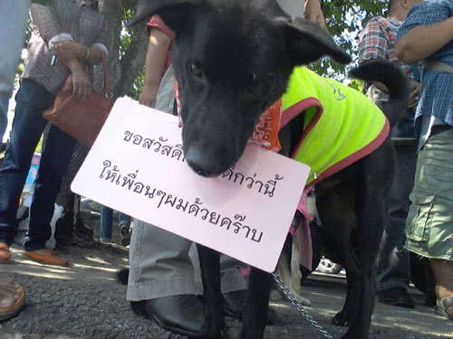 กลุ่มคนรักสุนัขพิษณุโลก ร้องขอความเป็นธรรมให้สุนัขจรจัด กลุ่มคนรักสุนัขพิษณุโลก ร้องขอความเป็นธรรมให้สุนัขจรจัด