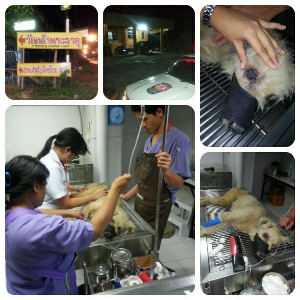 สุนัขเคราะห์ร้ายที่ถูกทารุณกรรม สุนัขเคราะห์ร้ายที่ถูกทารุณกรรม