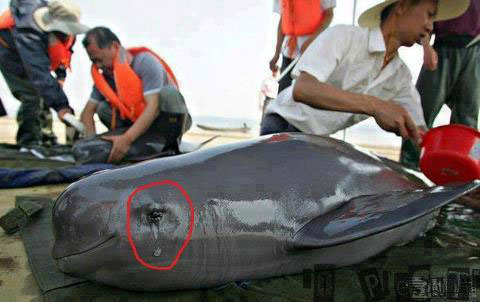 เผยภาพน้ำตาโลมา ถูกล่าเพื่อแล่เนื้อ