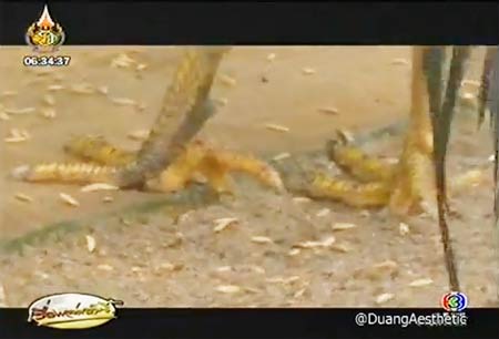 พบไก่ชน มี 10 นิ้ว รอดสังเวียน-มอบให้วัด