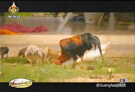 พบไก่ชน มี 10 นิ้ว รอดสังเวียน-มอบให้วัด