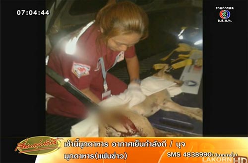 เจ้ามะลิ สุนัขถูกมีดสปาต้าปักหลัง ปลอดภัยแล้ว อาการยังทรงตัว เจ้ามะลิ สุนัขถูกมีดสปาต้าปักหลัง ปลอดภัยแล้ว อาการยังทรงตัว