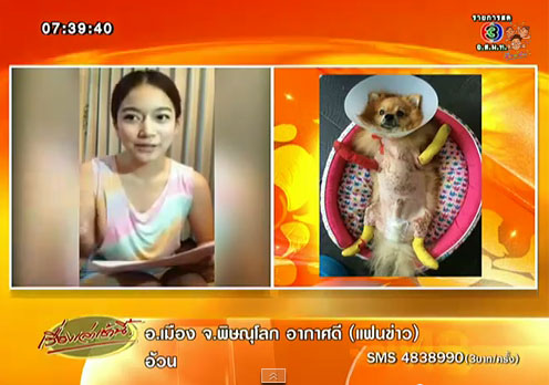 เจ้าเจคอป หมาปอมถูกทารุณ เเจ้าเจคอป หมาปอมถูกทารุณ จ้าเจคอป หมาปอมถูกทารุณ