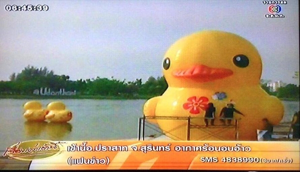 เป็ดเหลืองอุดร เป็ดเหลืองอุดร