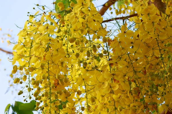 สวรรค์บ้านนา..วิถีชีวิตธรรมดาที่เต็มไปด้วยความสุขในบ้านเกิด สวรรค์บ้านนา..วิถีชีวิตธรรมดาที่เต็มไปด้วยความสุขในบ้านเกิด