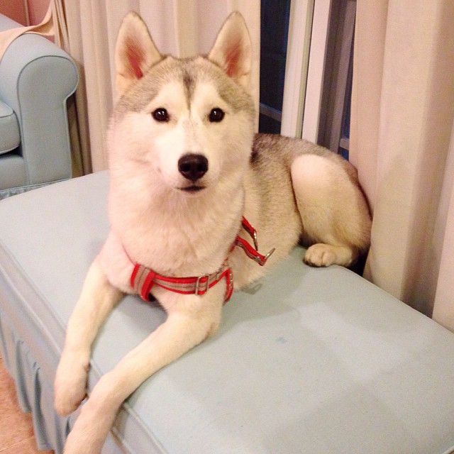 แพนเค้ก ออกโรงแจง ปมเพื่อนบ้านเรียก 1 แสนบาท เหตุสุนัขหลุดเข้าบ้าน แพนเค้ก ออกโรงแจง ปมเพื่อนบ้านเรียก 1 แสนบาท เหตุสุนัขหลุดเข้าบ้าน