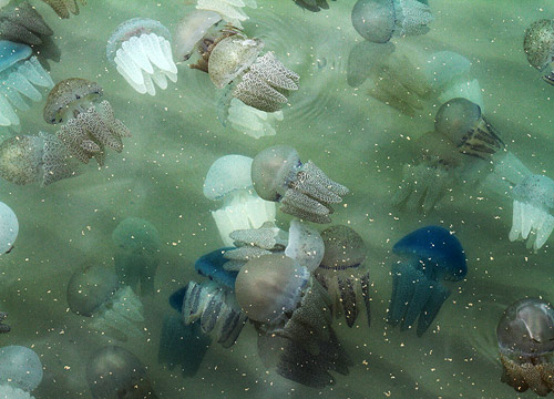 แมงกะพรุนหลากสี จ.ตราด แมงกะพรุนหลากสี จ.ตราด