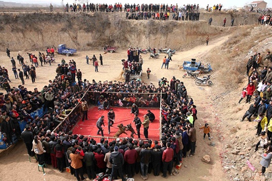 ประเพณีสู้สุนัข ประเพณีสู้สุนัข