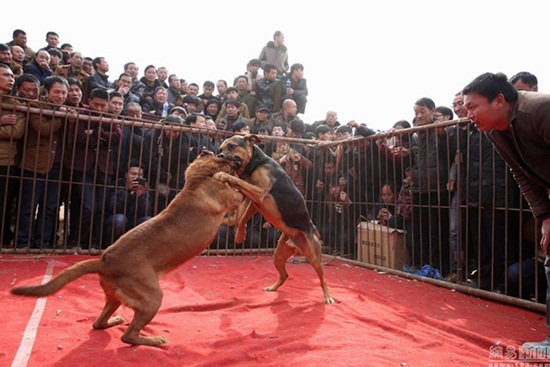 ประเพณีสู้สุนัข ประเพณีสู้สุนัข