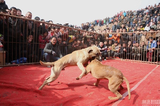 ประเพณีสู้สุนัข ประเพณีสู้สุนัข
