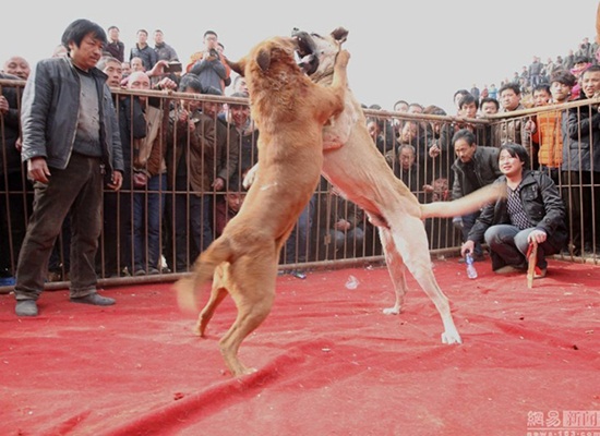 ประเพณีสู้สุนัข ประเพณีสู้สุนัข