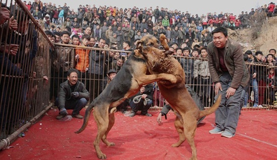 ประเพณีสู้สุนัข ประเพณีสู้สุนัข
