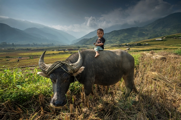30 ภาพประทับใจแห่งปี เสน่ห์ทุ่งข้าวสีทองจากผืนนาบ้านเฮา 30 ภาพประทับใจแห่งปี เสน่ห์ทุ่งข้าวสีทองจากผืนนาบ้านเฮา