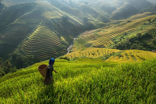 30 ภาพประทับใจแห่งปี เสน่ห์ทุ่งข้าวสีทองจากผืนนาบ้านเฮา 30 ภาพประทับใจแห่งปี เสน่ห์ทุ่งข้าวสีทองจากผืนนาบ้านเฮา