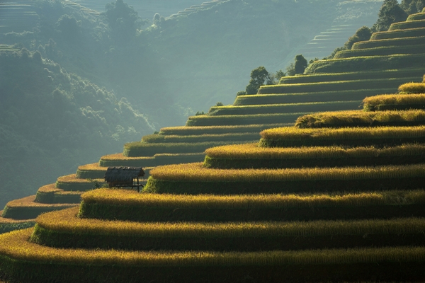 30 ภาพประทับใจแห่งปี เสน่ห์ทุ่งข้าวสีทองจากผืนนาบ้านเฮา 30 ภาพประทับใจแห่งปี เสน่ห์ทุ่งข้าวสีทองจากผืนนาบ้านเฮา