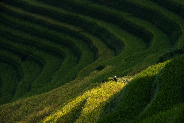 30 ภาพประทับใจแห่งปี เสน่ห์ทุ่งข้าวสีทองจากผืนนาบ้านเฮา 30 ภาพประทับใจแห่งปี เสน่ห์ทุ่งข้าวสีทองจากผืนนาบ้านเฮา