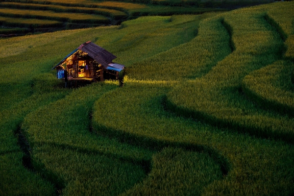 30 ภาพประทับใจแห่งปี เสน่ห์ทุ่งข้าวสีทองจากผืนนาบ้านเฮา 30 ภาพประทับใจแห่งปี เสน่ห์ทุ่งข้าวสีทองจากผืนนาบ้านเฮา