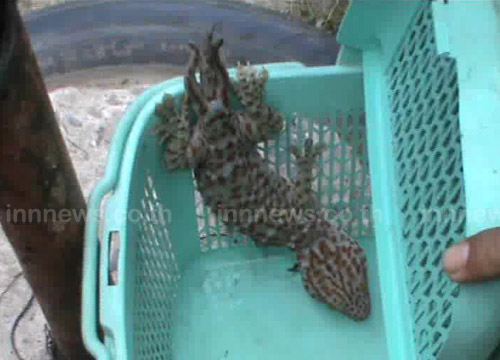 พบคุณครูลำปางเลี้ยงตุ๊กแกประหลาด มีสามหาง