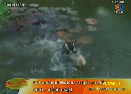 สุนัขพิตบูลแสนรู้ ช่วยชาวบ้านปอกเปลือกลูกมะพร้าว