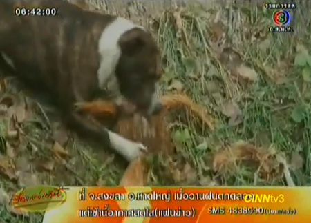 สุนัขพิตบูลแสนรู้ ช่วยชาวบ้านปอกเปลือกลูกมะพร้าว