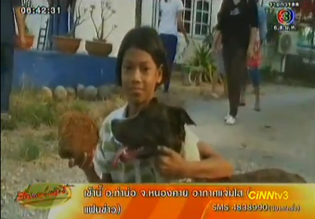 สุนัขพิตบูลแสนรู้ ช่วยชาวบ้านปอกเปลือกลูกมะพร้าว