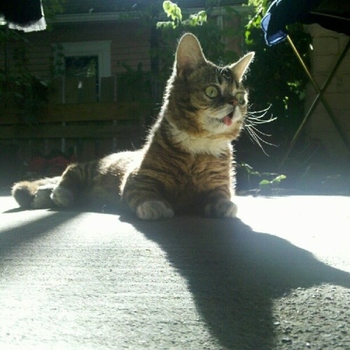น่ารักจัง! เหมียวแคระมะกัน หน้ายิ้มตลอดเวลา