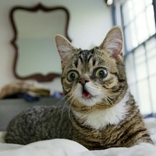 น่ารักจัง! เหมียวแคระมะกัน หน้ายิ้มตลอดเวลา