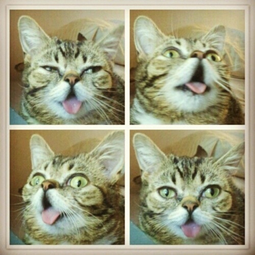 น่ารักจัง! เหมียวแคระมะกัน หน้ายิ้มตลอดเวลา