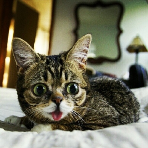 น่ารักจัง! เหมียวแคระมะกัน หน้ายิ้มตลอดเวลา