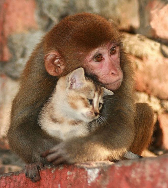 สารพัดสัตว์คู่เลิฟ สารพัดสัตว์คู่เลิฟ
