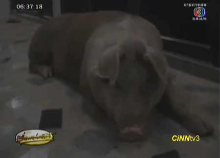 pig