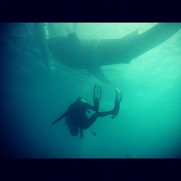 ต่าย ชัชฎาภรณ์